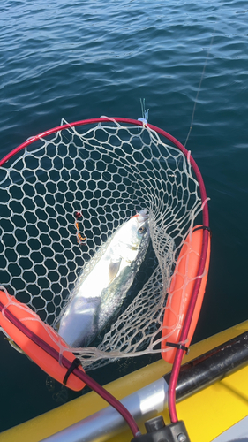 ハマチの釣果