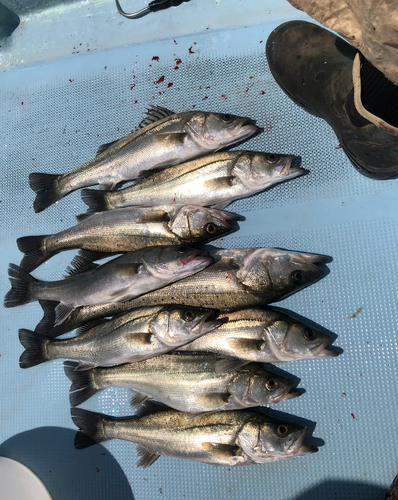 スズキの釣果