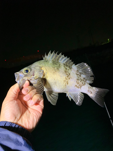 アオメバルの釣果