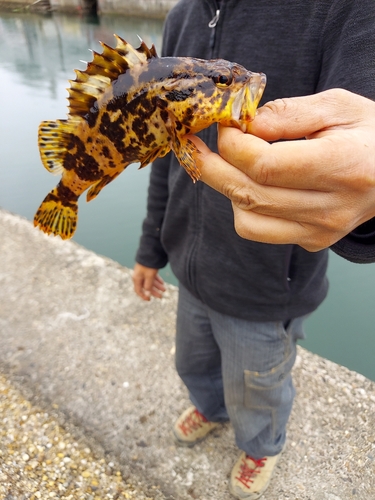 カサゴの釣果