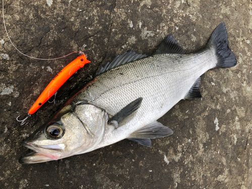 ヒラスズキの釣果