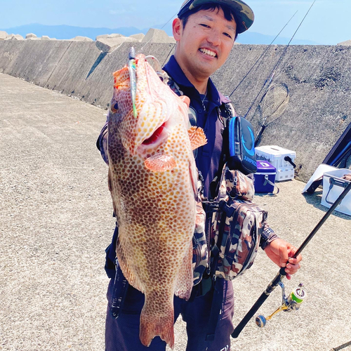 オオモンハタの釣果