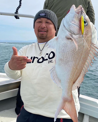 マダイの釣果