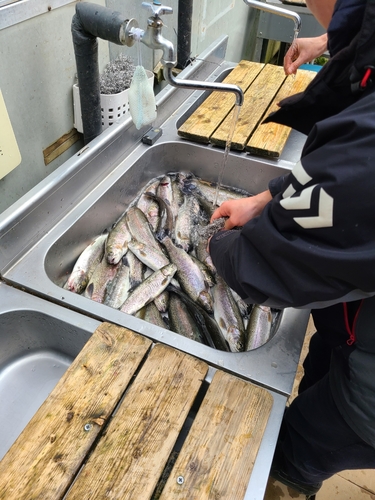 ニジマスの釣果