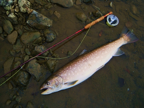 アメマスの釣果