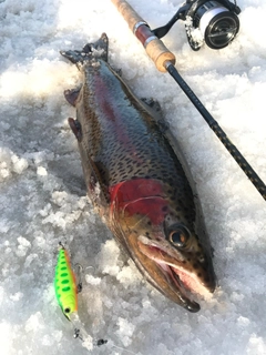 ニジマスの釣果