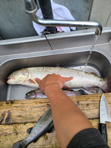 イトウの釣果