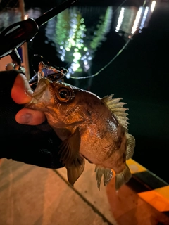 メバルの釣果