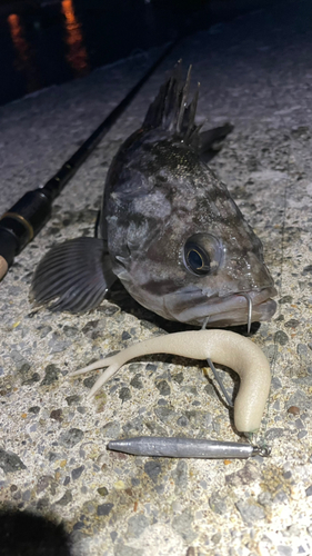 クロソイの釣果