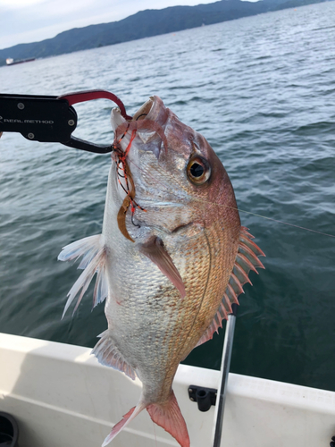 タイの釣果