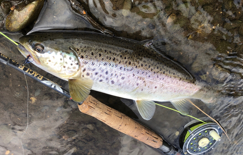 ブラウントラウトの釣果