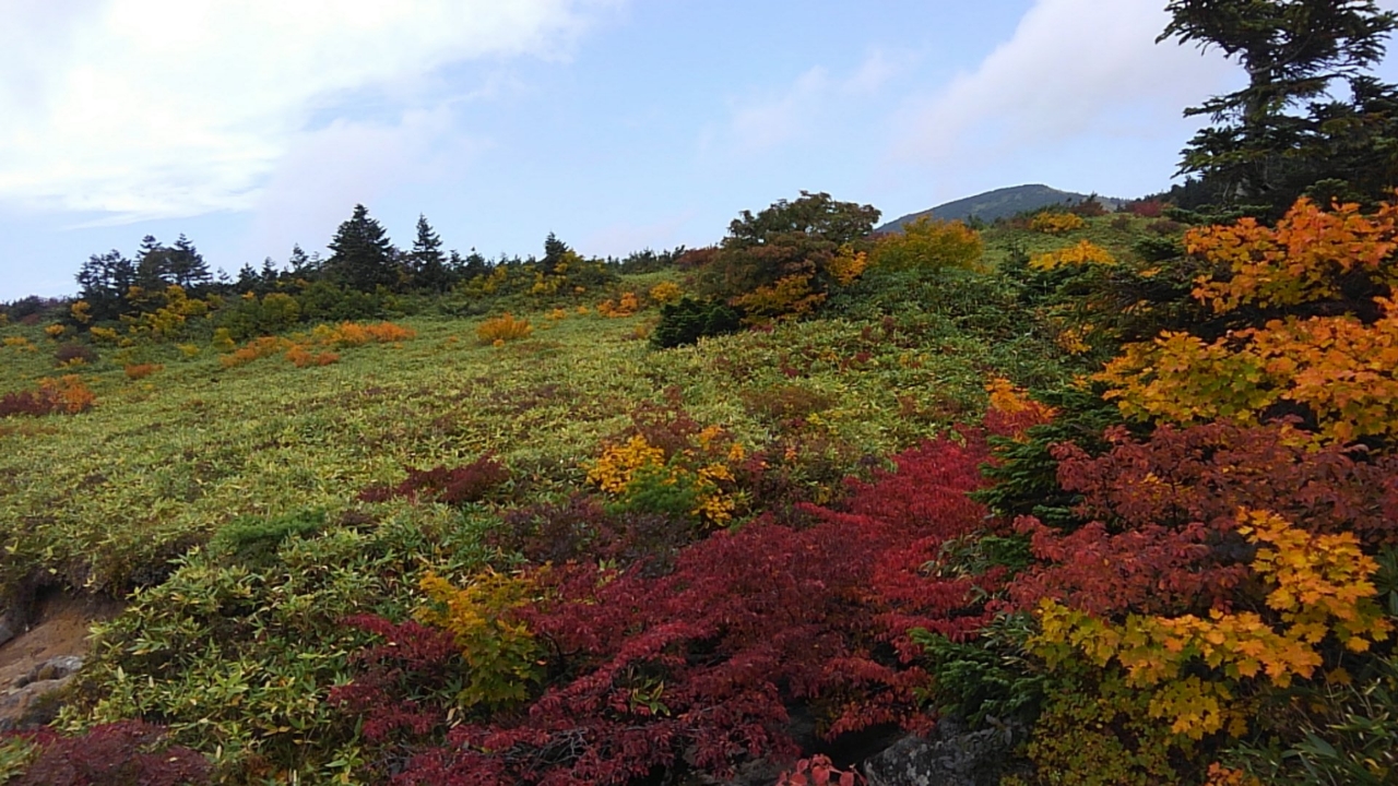 イワナ