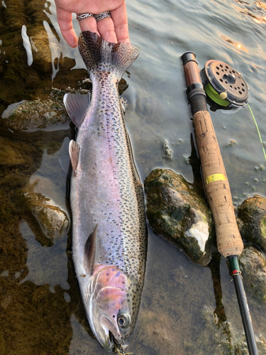 ニジマスの釣果