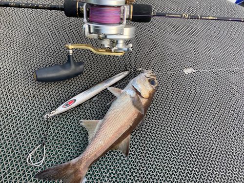 ブリ釣りロッド リール（グラップラー タイプ J オシアジガー 入れ直し 