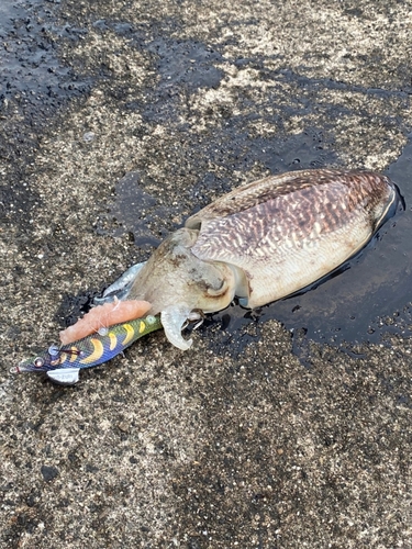 コウイカの釣果