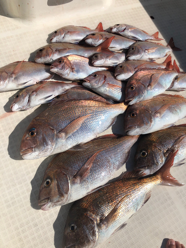 タイの釣果