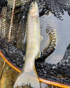 ニッコウイワナの釣果