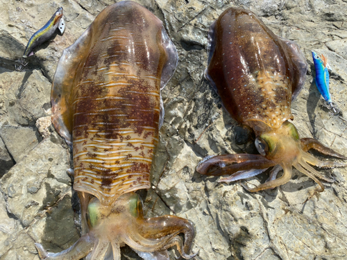 アオリイカの釣果