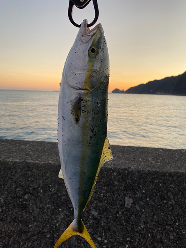 イナダの釣果