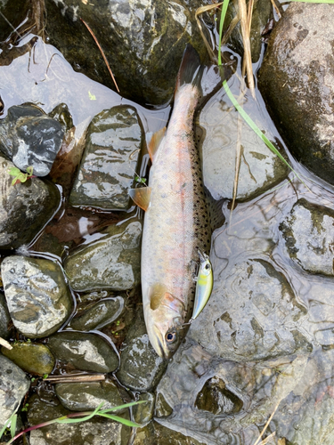 ヤマメの釣果