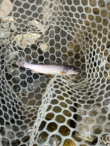 イワナの釣果