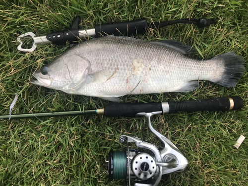 バラマンディの釣果