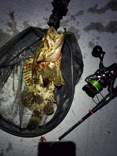 ベッコウゾイの釣果