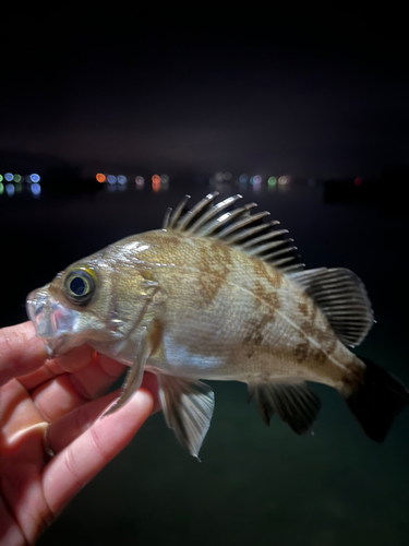 メバルの釣果