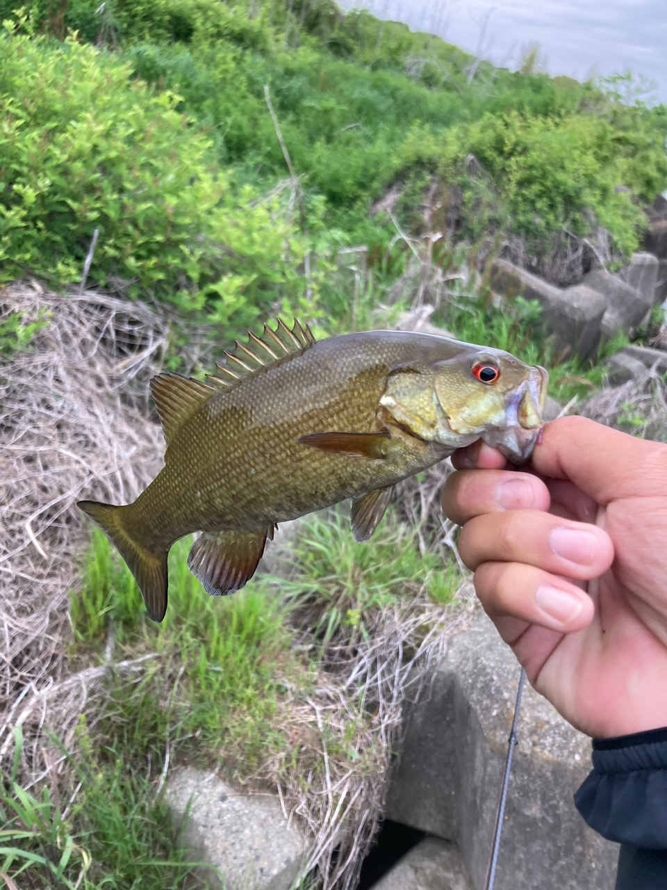 スモールマウスバス