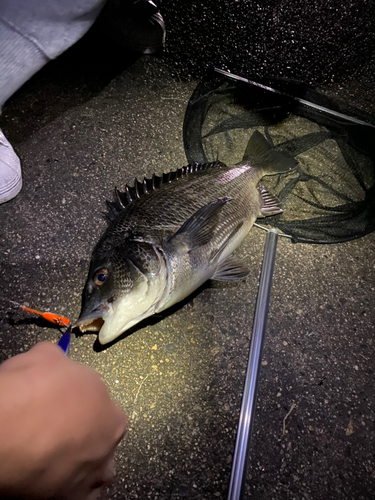 チヌの釣果