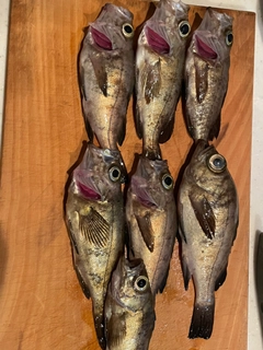 メバルの釣果