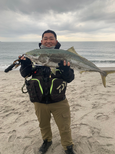 ブリの釣果