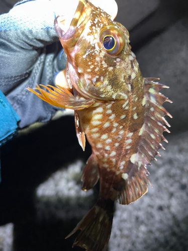 ガシラの釣果