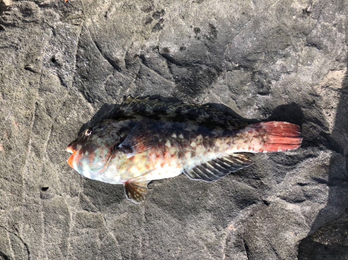 ビーサンさんの釣果 2枚目の画像