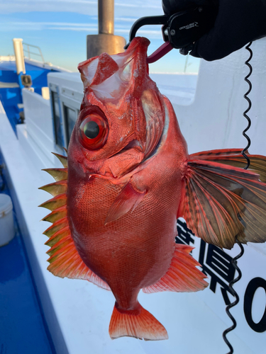 キントキダイの釣果