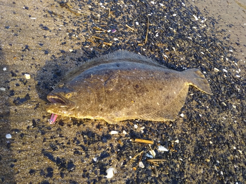 ヒラメの釣果