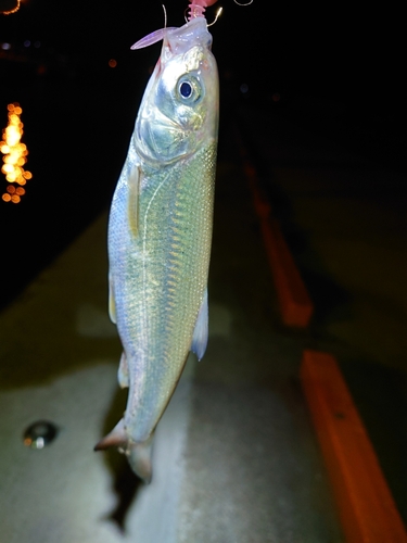 ウグイの釣果