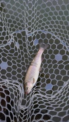 ニジマスの釣果