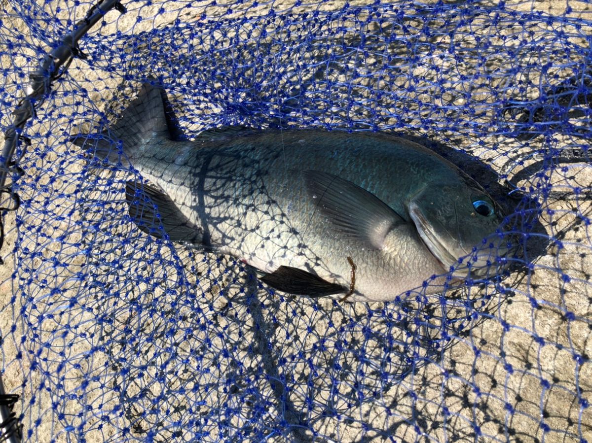 ビーサンさんの釣果 2枚目の画像