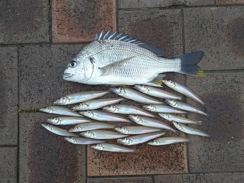 シロギスの釣果