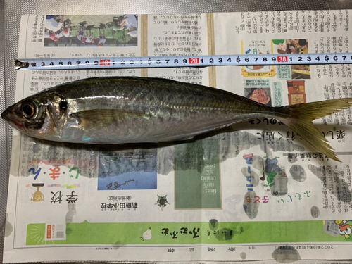 アジの釣果