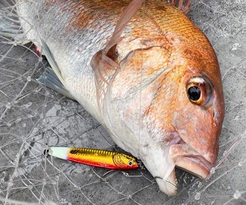 マダイの釣果