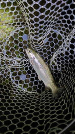 ニジマスの釣果