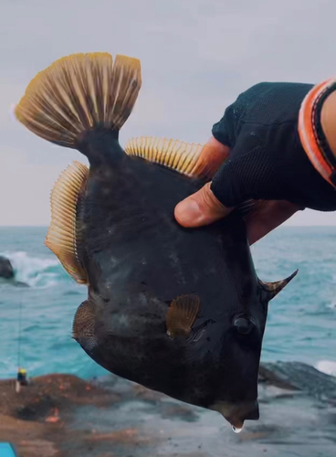 カワハギの釣果