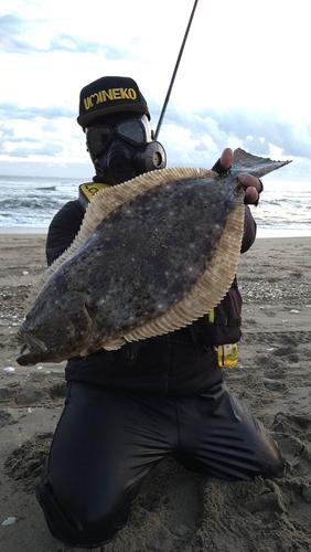 ヒラメの釣果