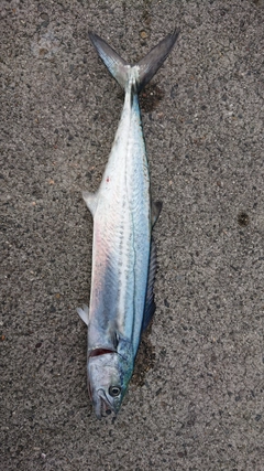 サゴシの釣果