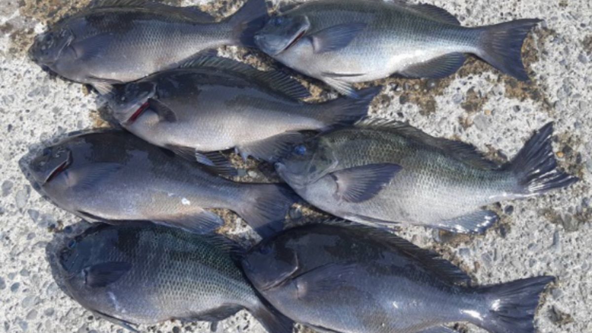 ビーサンさんの釣果 3枚目の画像
