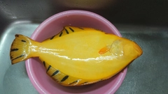 マツカワの釣果