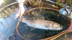 アメマスの釣果