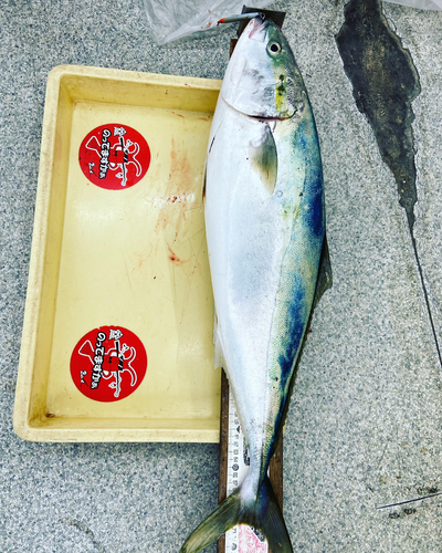 ブリの釣果